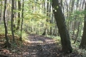 Forêt de Montgé